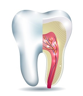 a view of a tooth inside