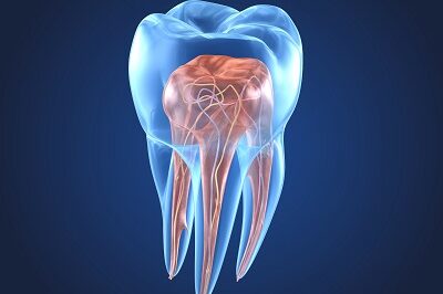 a diagram of a tooth's inside