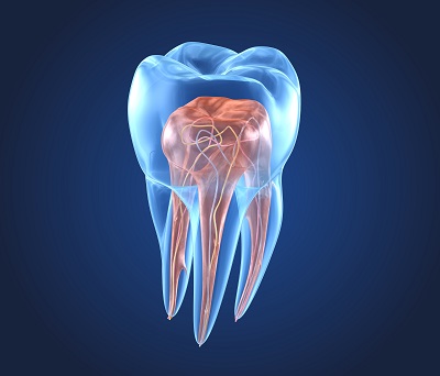 a diagram of a tooth's inside
